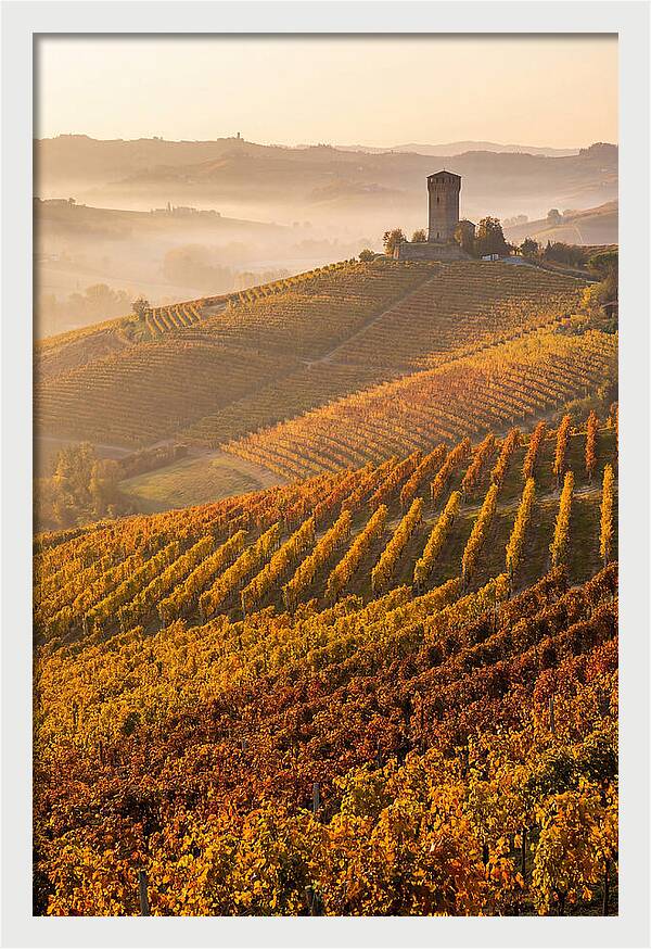 Langhe Vineyards At Golden Hour