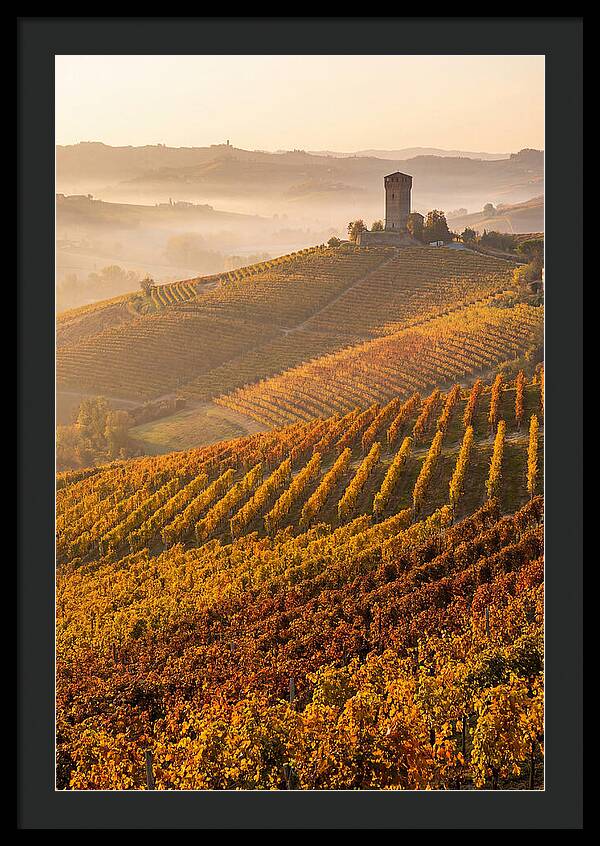 Langhe Vineyards At Golden Hour