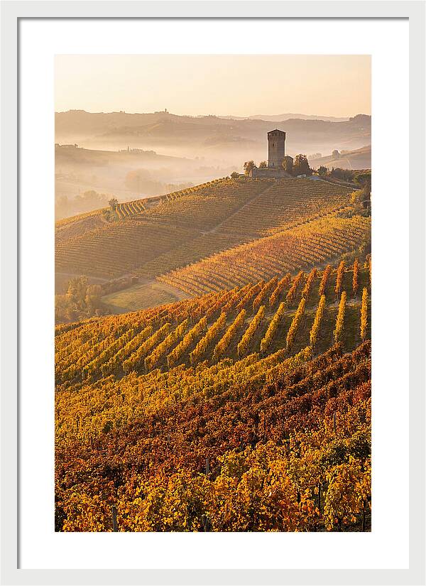 Langhe Vineyards At Golden Hour