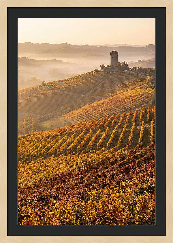 Langhe Vineyards At Golden Hour