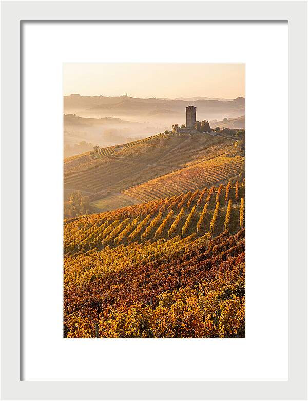 Langhe Vineyards At Golden Hour