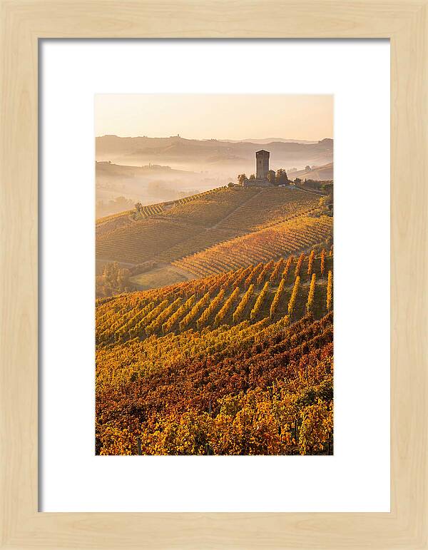 Langhe Vineyards At Golden Hour