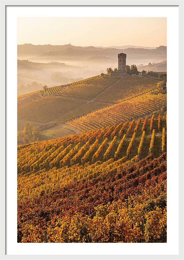 Langhe Vineyards At Golden Hour