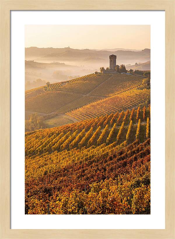 Langhe Vineyards At Golden Hour