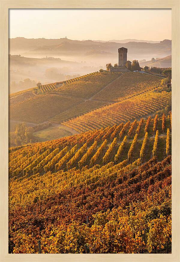 Langhe Vineyards At Golden Hour