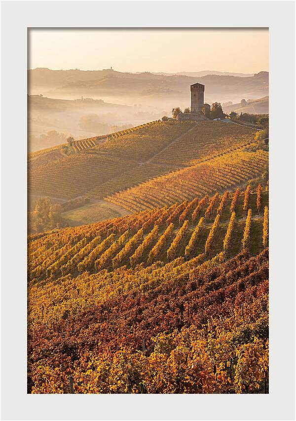 Langhe Vineyards At Golden Hour