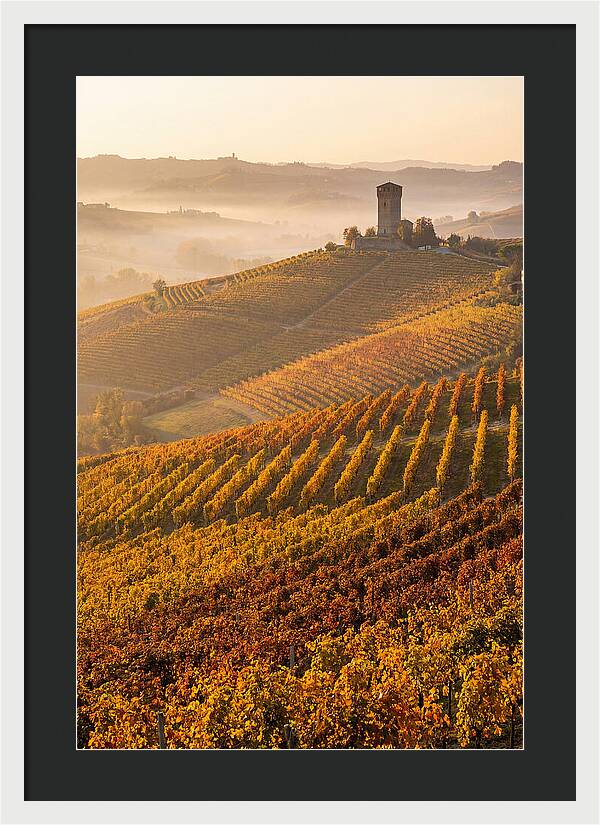 Langhe Vineyards At Golden Hour