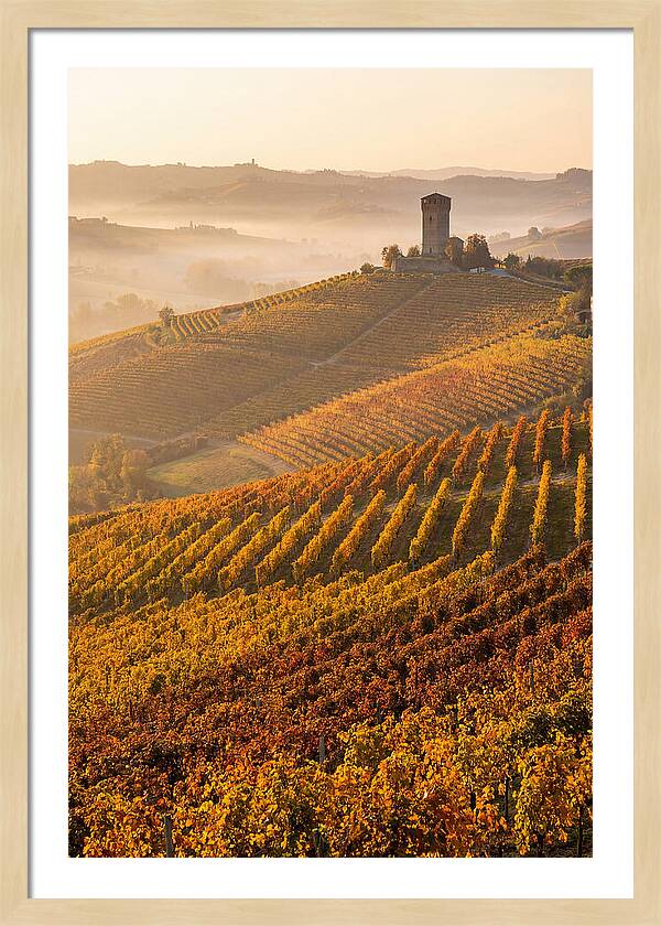 Langhe Vineyards At Golden Hour