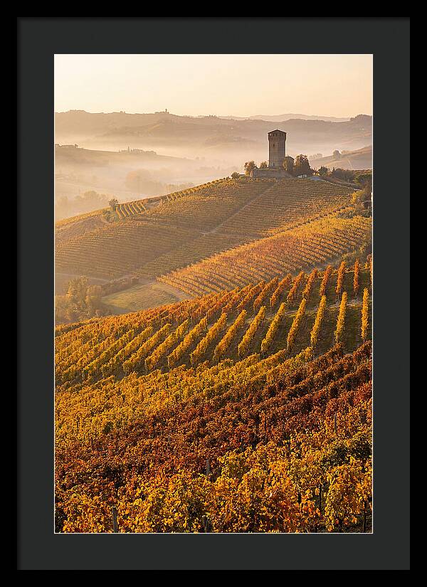 Langhe Vineyards At Golden Hour