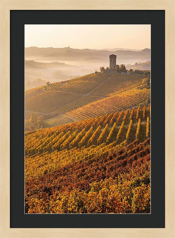 Langhe Vineyards At Golden Hour