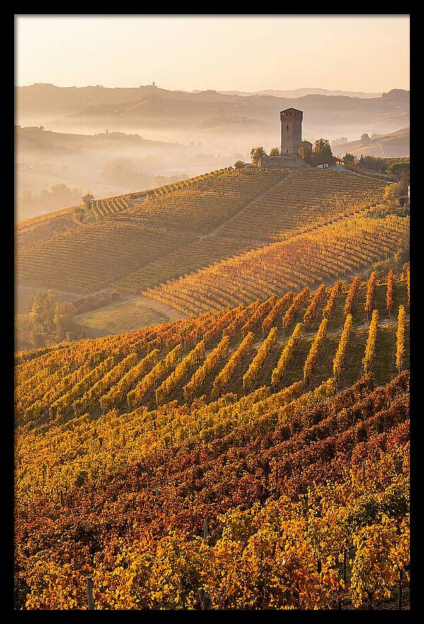 Langhe Vineyards At Golden Hour