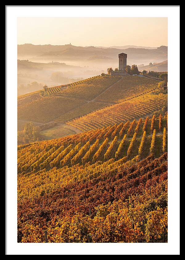 Langhe Vineyards At Golden Hour