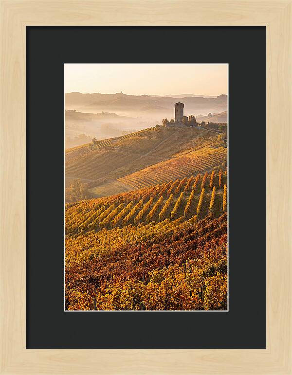 Langhe Vineyards At Golden Hour