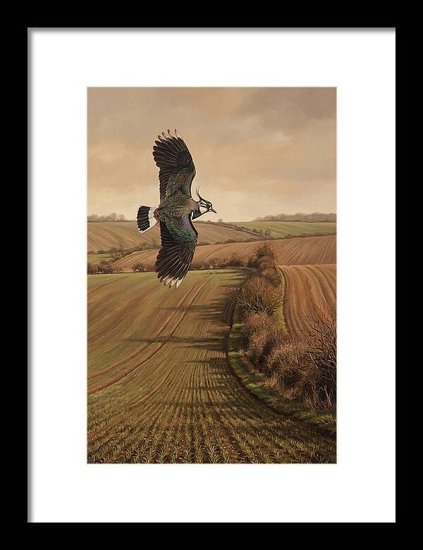 Lapwing Performing Aerial Display