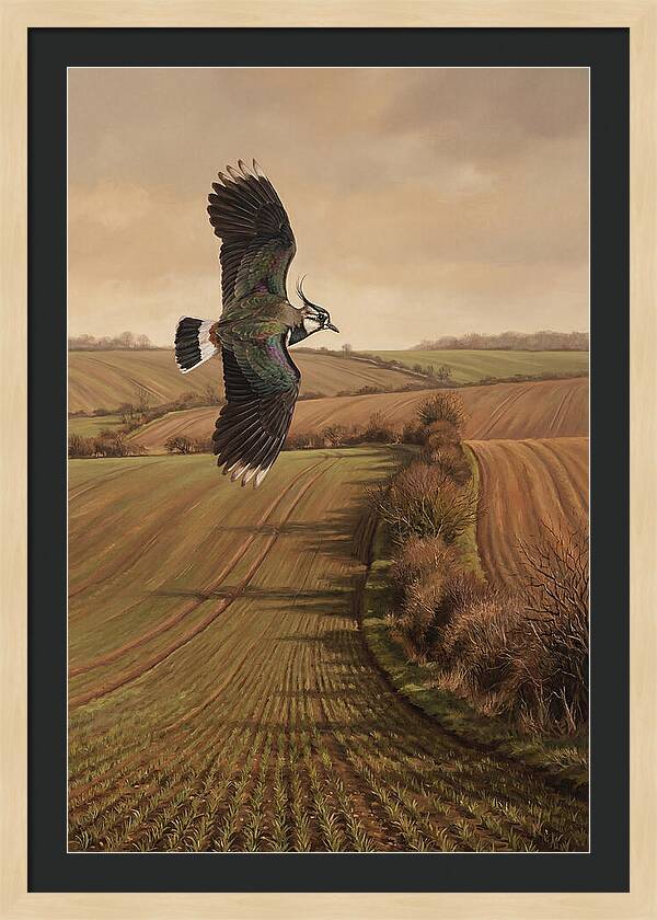 Lapwing Performing Aerial Display