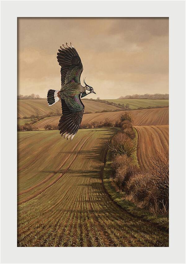 Lapwing Performing Aerial Display