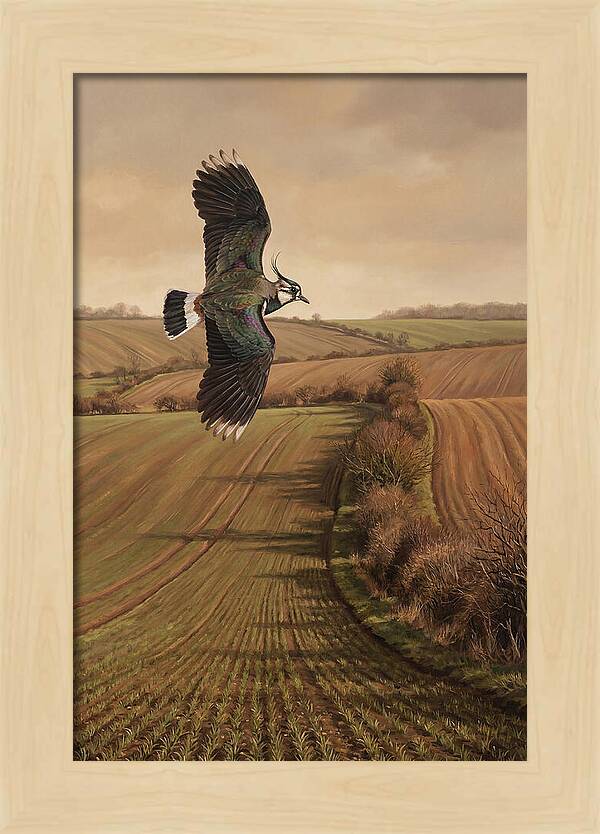 Lapwing Performing Aerial Display
