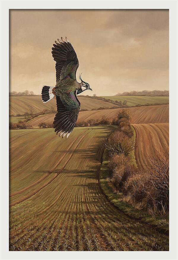 Lapwing Performing Aerial Display