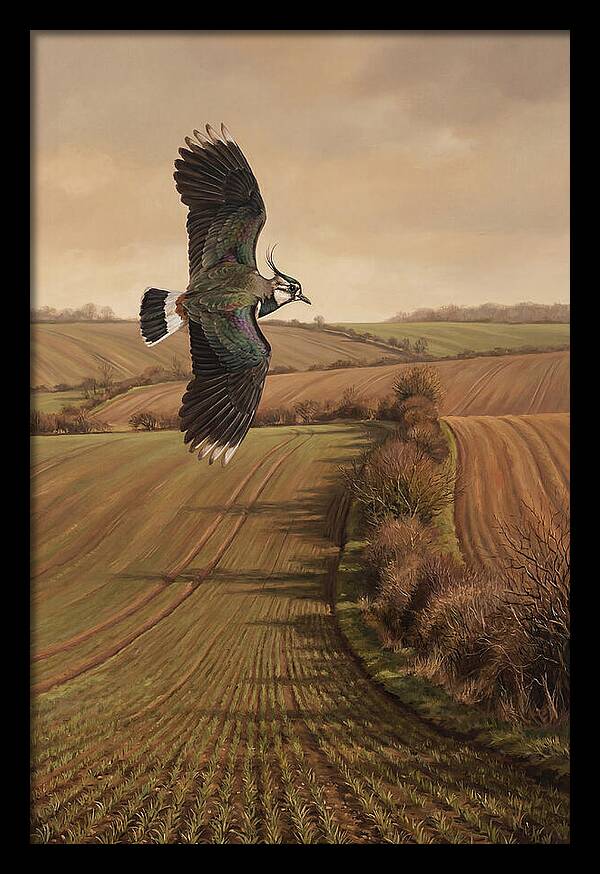 Lapwing Performing Aerial Display