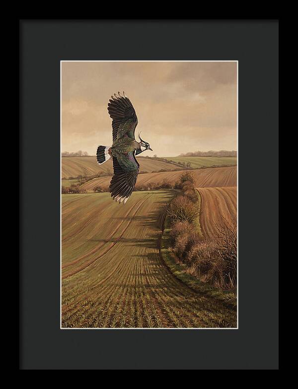 Lapwing Performing Aerial Display