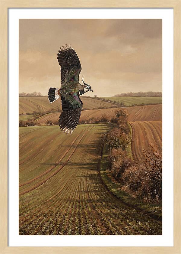 Lapwing Performing Aerial Display
