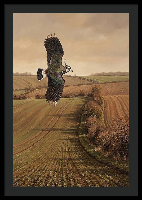 Lapwing Performing Aerial Display