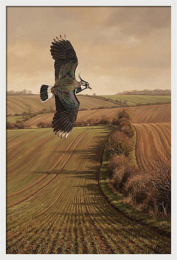 Lapwing Performing Aerial Display