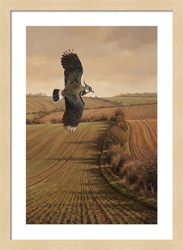 Lapwing Performing Aerial Display