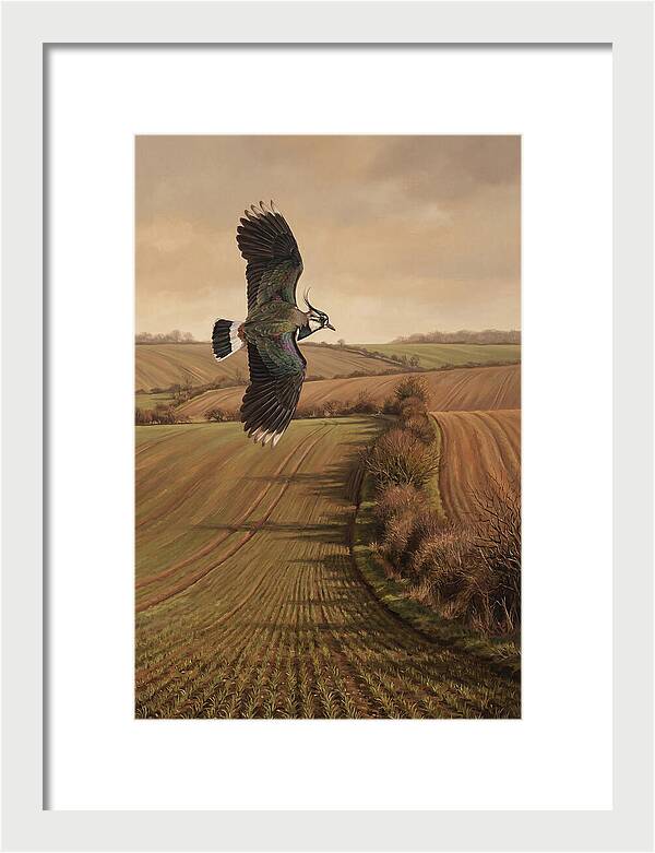 Lapwing Performing Aerial Display