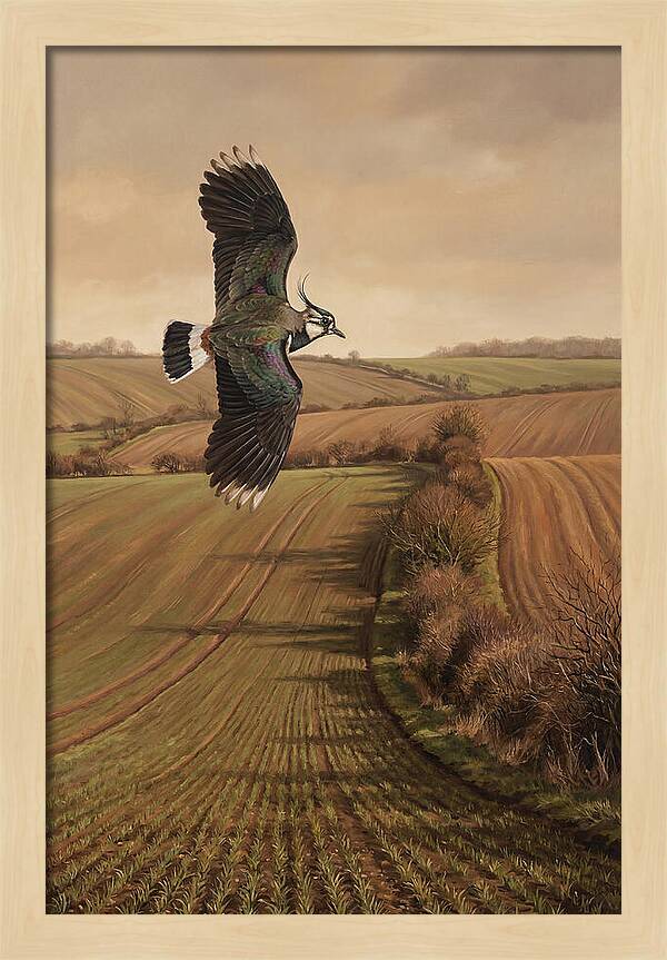 Lapwing Performing Aerial Display