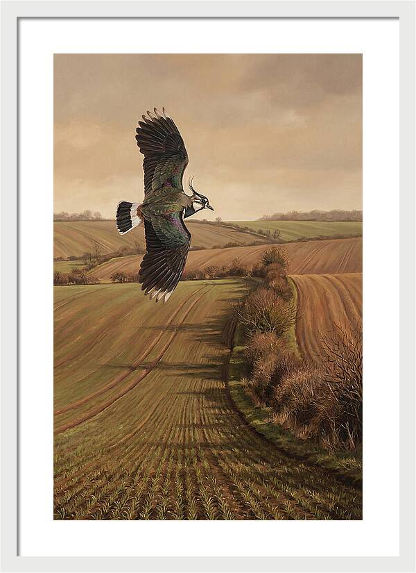 Lapwing Performing Aerial Display
