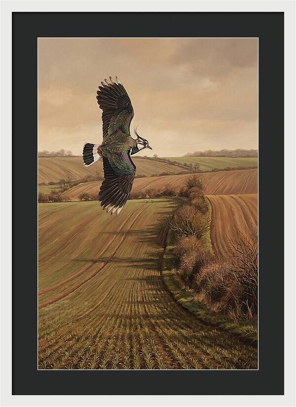 Lapwing Performing Aerial Display