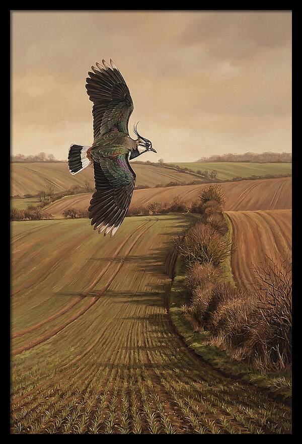 Lapwing Performing Aerial Display