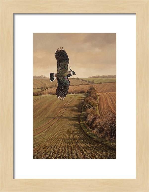 Lapwing Performing Aerial Display