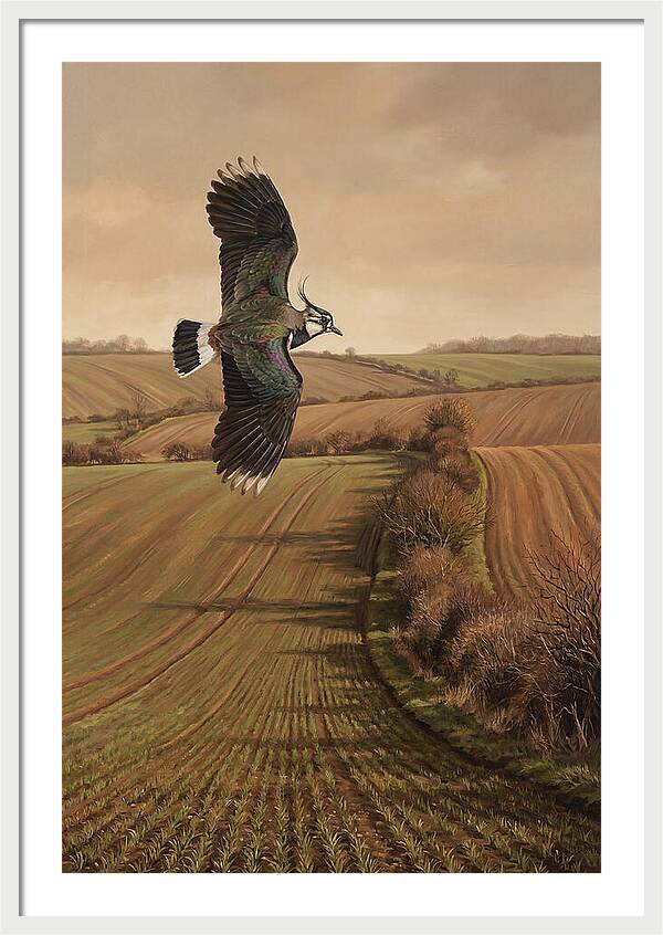 Lapwing Performing Aerial Display