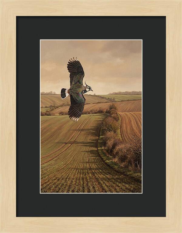 Lapwing Performing Aerial Display