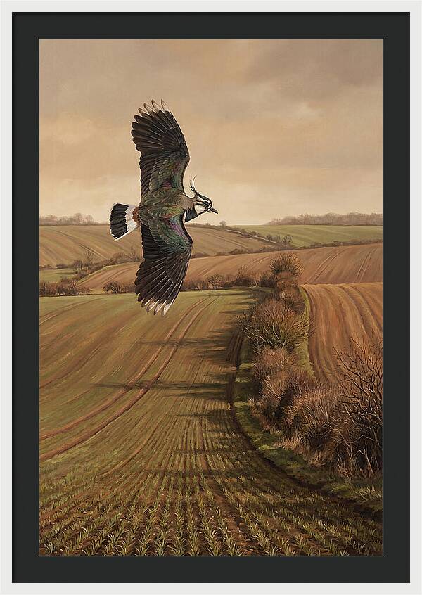 Lapwing Performing Aerial Display