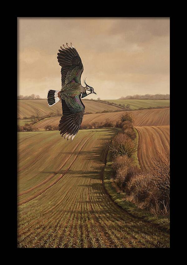 Lapwing Performing Aerial Display