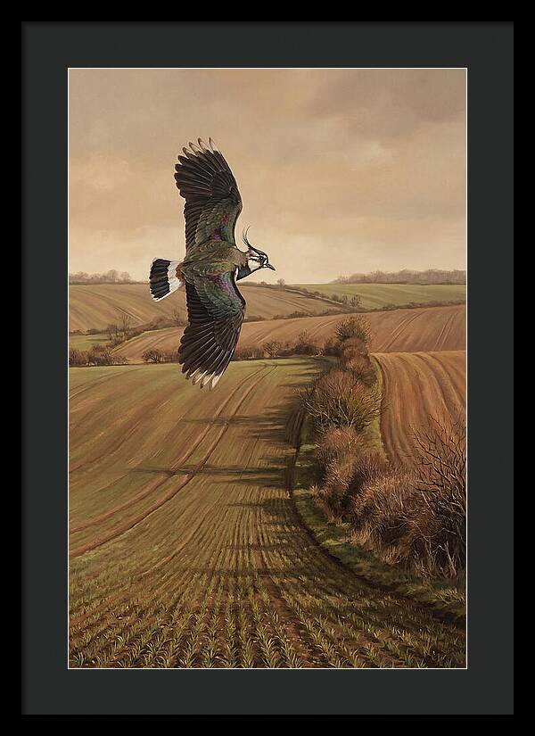 Lapwing Performing Aerial Display