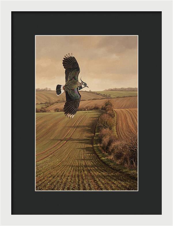 Lapwing Performing Aerial Display