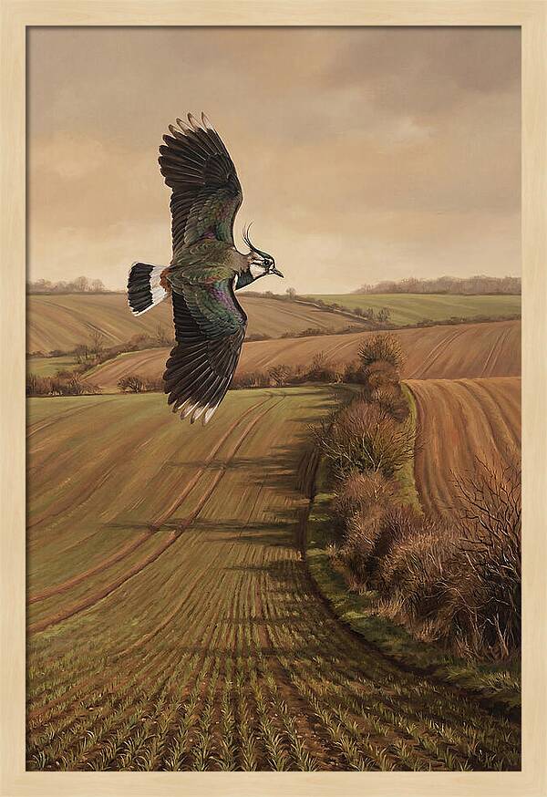 Lapwing Performing Aerial Display