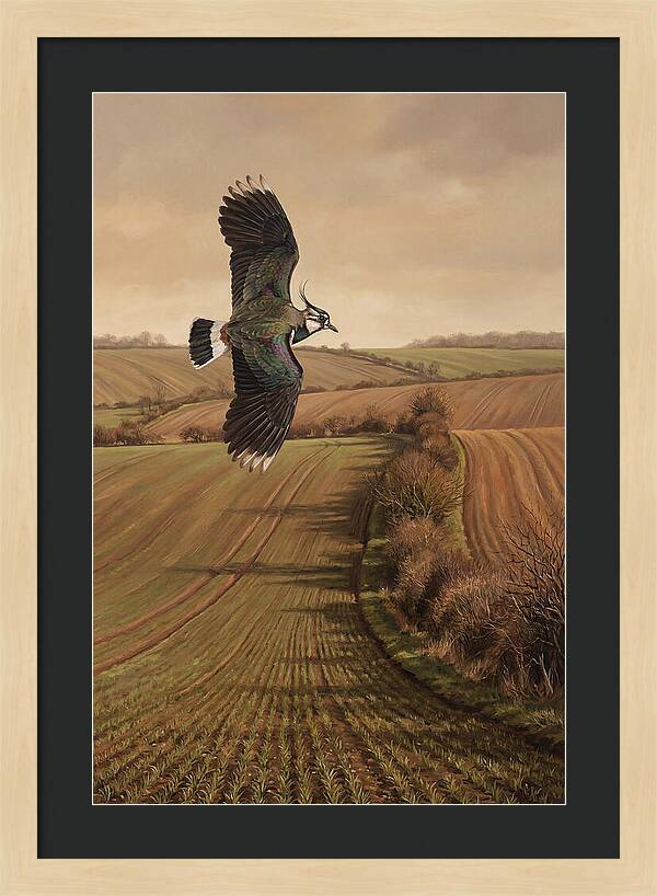 Lapwing Performing Aerial Display