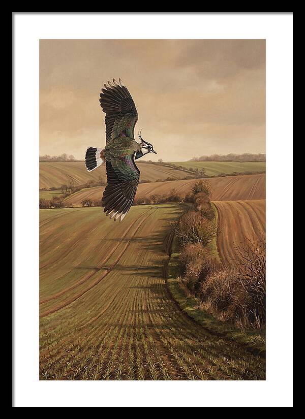 Lapwing Performing Aerial Display