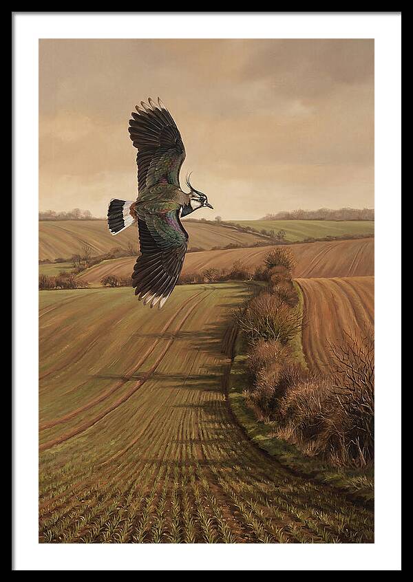 Lapwing Performing Aerial Display