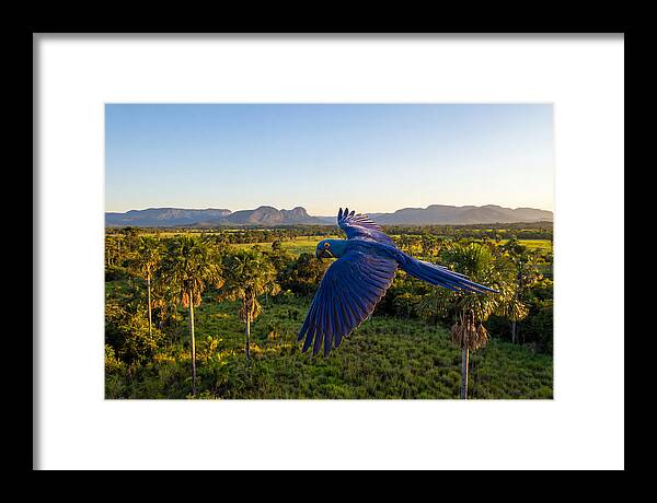 Large Blue Parrot In Flight