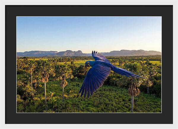 Large Blue Parrot In Flight