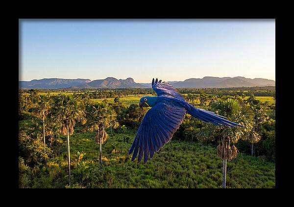 Large Blue Parrot In Flight