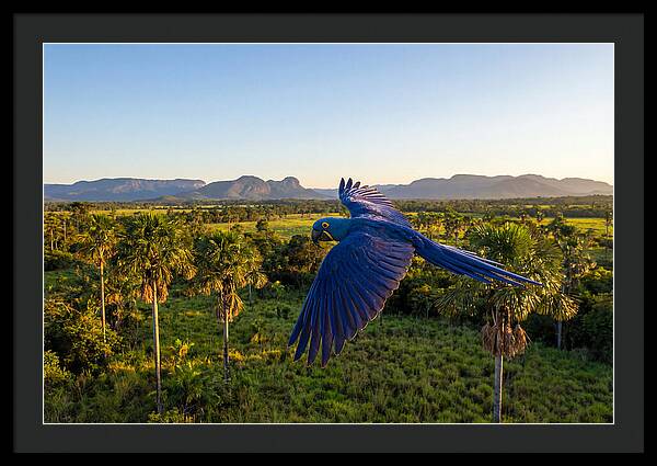 Large Blue Parrot In Flight