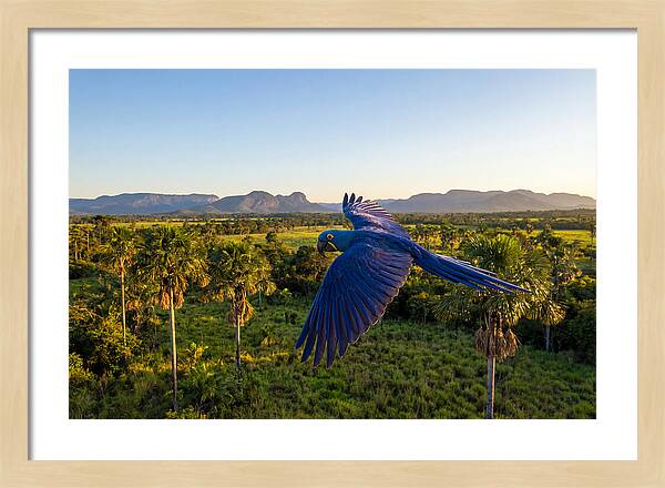 Large Blue Parrot In Flight