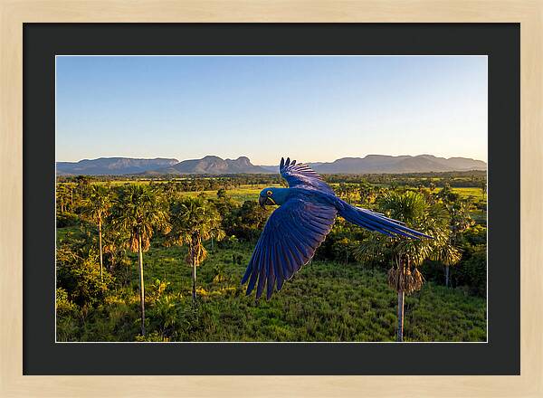 Large Blue Parrot In Flight